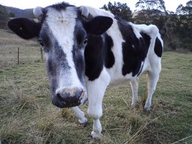 2012-08-16-017 Minstrel (c) Greg McFarlane.jpg